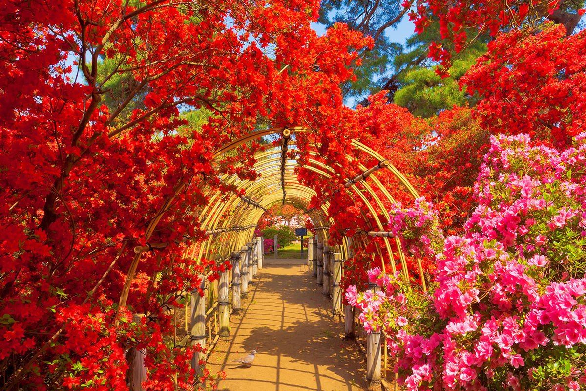 🌸 진달래 언덕 공원(쓰쓰지가오카 공원) 이미지 6